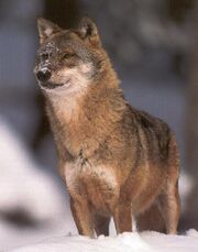 Wolf berndtfischer1.jpg