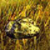 Stein.png