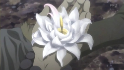 Sig salua flower