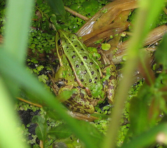 File:Frog.jpg