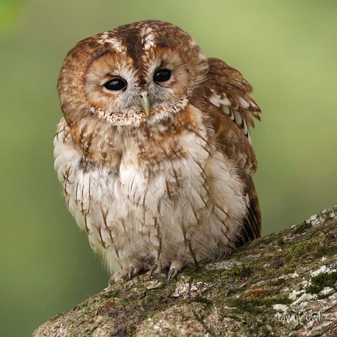 File:Tawnyowl.jpg