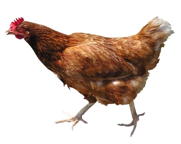 File:Chicken.jpg