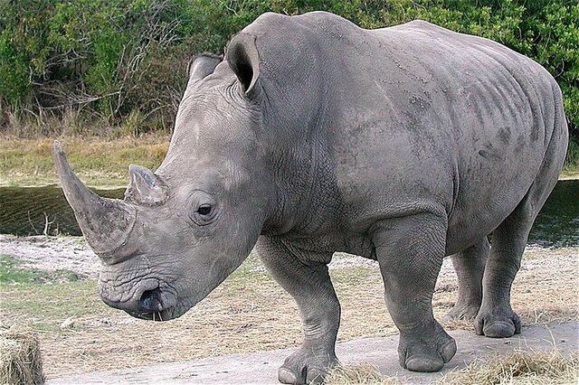 File:Rhino.jpg