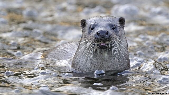 File:Otter4.jpg