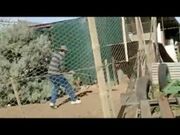 Attackchicken