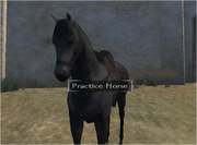 Practice Horse