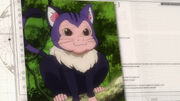 Cat-Monkey