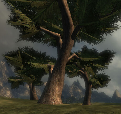 File:Brownwood Tree.jpg