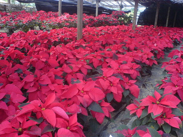 File:Poinsettia Mexico.jpg
