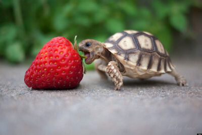 O-TURTLE-facebook