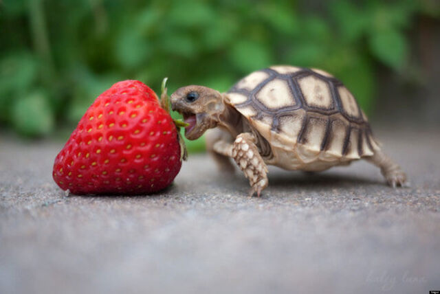File:O-TURTLE-facebook.jpg