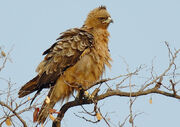 Jatayu pd