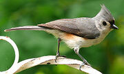Helmet Bird Ancestor