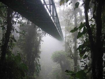 Jungle Planet Bridge