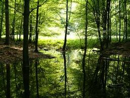 Swamp