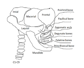 Vorian skull