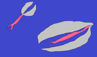 Crustoccupa