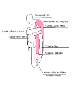 Yuharon Upper Leg