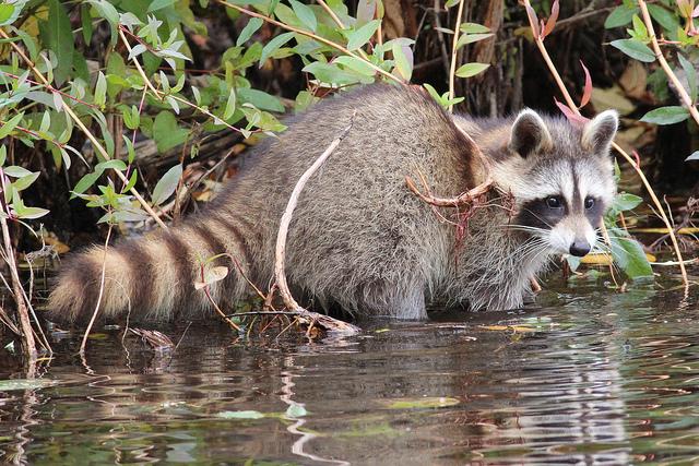 Guaxinim | Wiki Mundo Animal | FANDOM powered by Wikia