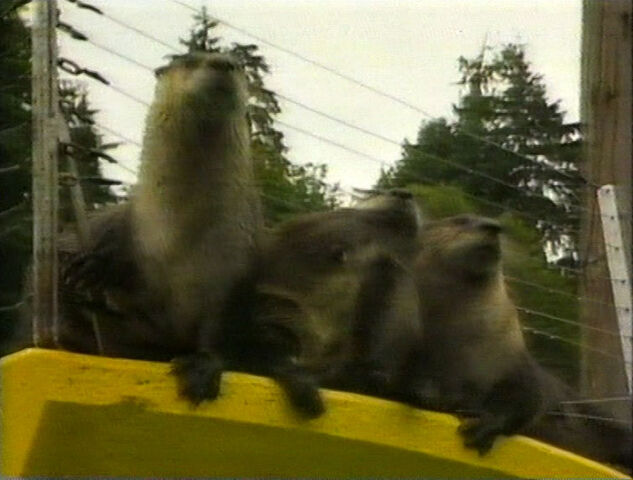File:Rua episode 16 otter.jpg