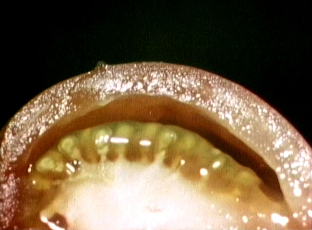 File:Closer-Tomato.jpg