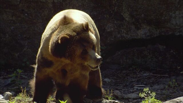 File:4193Hibernate.jpg