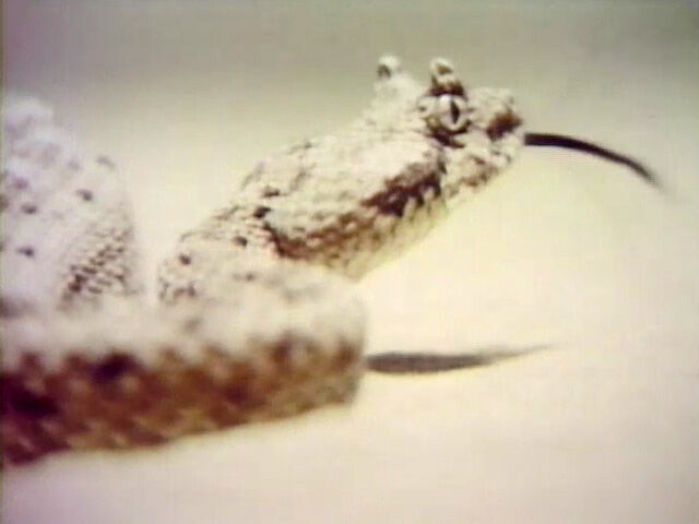 File:RattlesnakeFilm.jpg