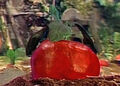 Thumbnail for version as of 23:08, March 4, 2006