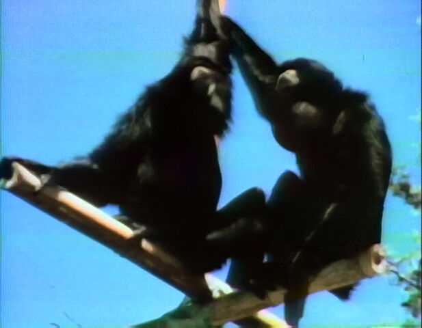 File:Gibbons.jpg