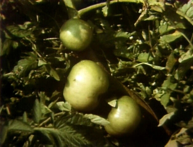 File:1454-Tomato.jpg
