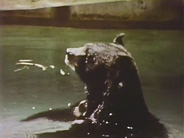 File:Animalsbathing.jpg
