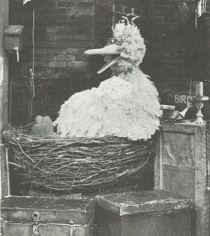 File:Bigbird-judyrossphoto.jpg