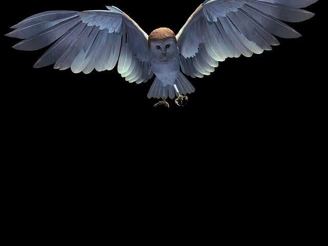 File:Labyrinth owl.jpg