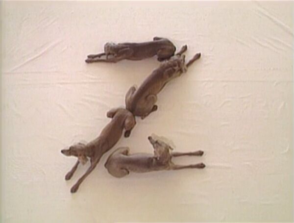 File:Wegmandogs.Alphabet.jpg