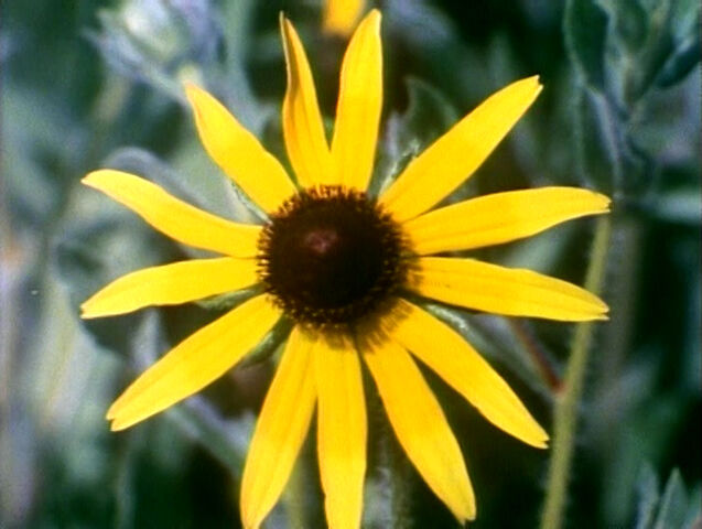File:2623-Flowers.jpg