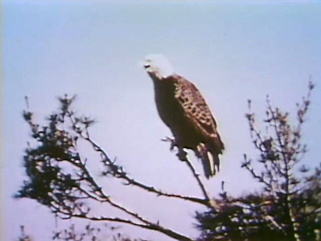 File:Baldeagle.jpg