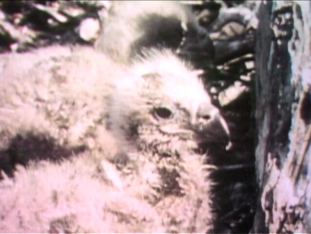 File:Film-BabyEagle.jpg