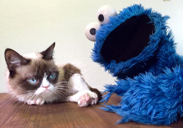 File:Cookie and Grouchy Cat.jpg