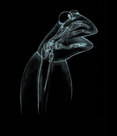 File:Kermit xray.jpg