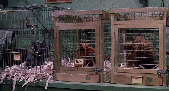 File:MTM dogs 03.jpg