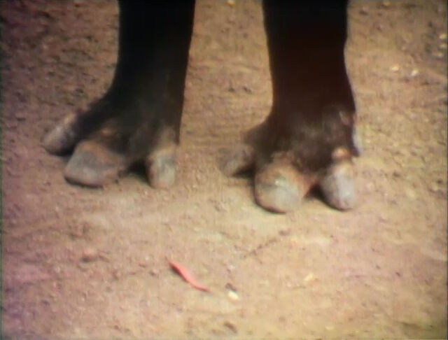 File:Raposo-Feet.jpg