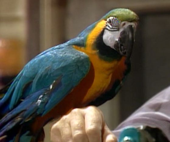 File:Macaw-fragglerock.jpg