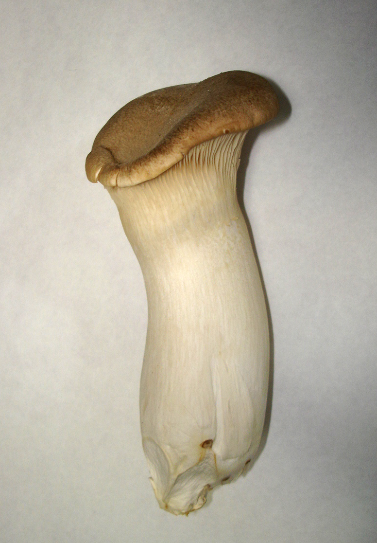 spore mushroom spore mushroom