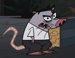 Opossum Kid