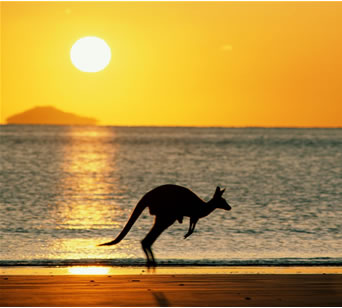 File:Australia kangaroo.jpg
