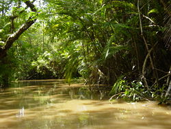 250px-Amazon Rainforest