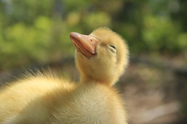 File:Cute3.jpg