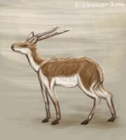 Rundhornantilope copy.jpg