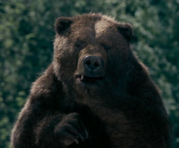 File:Bearsuckingpaw.jpg