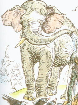 Elephant